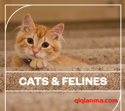 [猫科动物音效FX采样]Blastwave FX Cats and Felines [WAV]（26.36Mb）