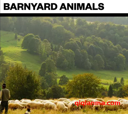 [农场动物综合采样]Big Room Sound Barnyard Animals [WAV]（13Mb）