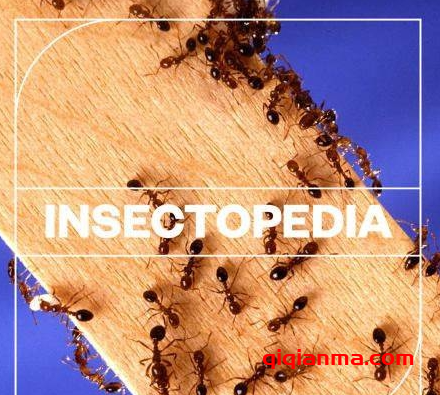 [昆虫声音音效FX采样]Blastwave FX Insectopedia [WAV]（4.84Gb）